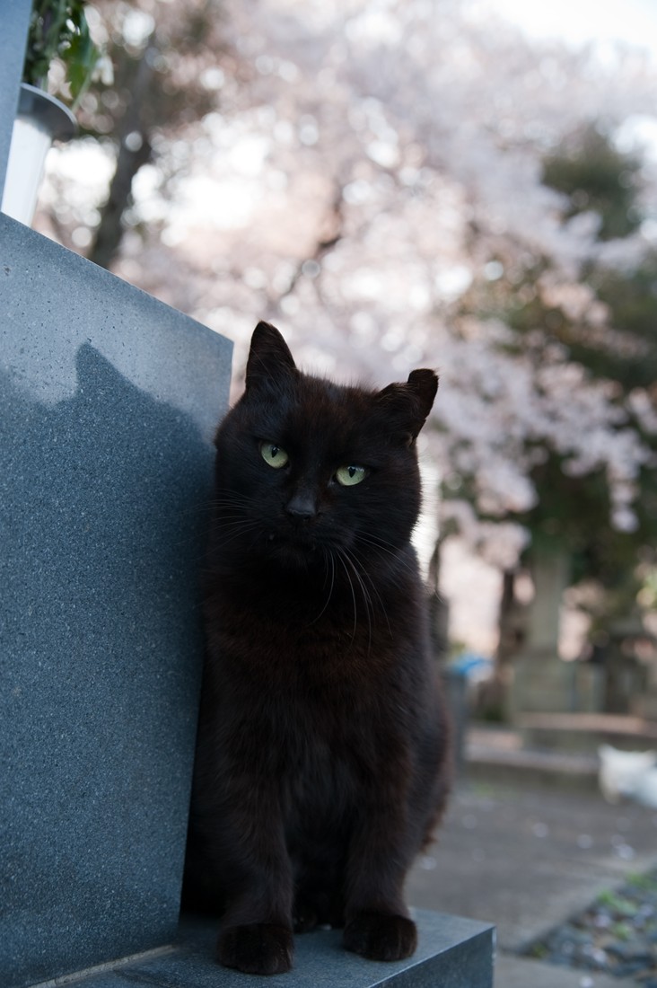 桜と谷中霊園猫 また会う日まで