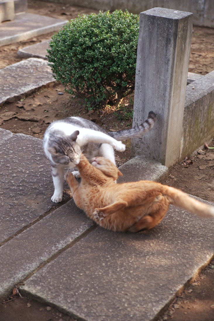 真冬の谷中霊園猫　その３_f0192156_9112381.jpg