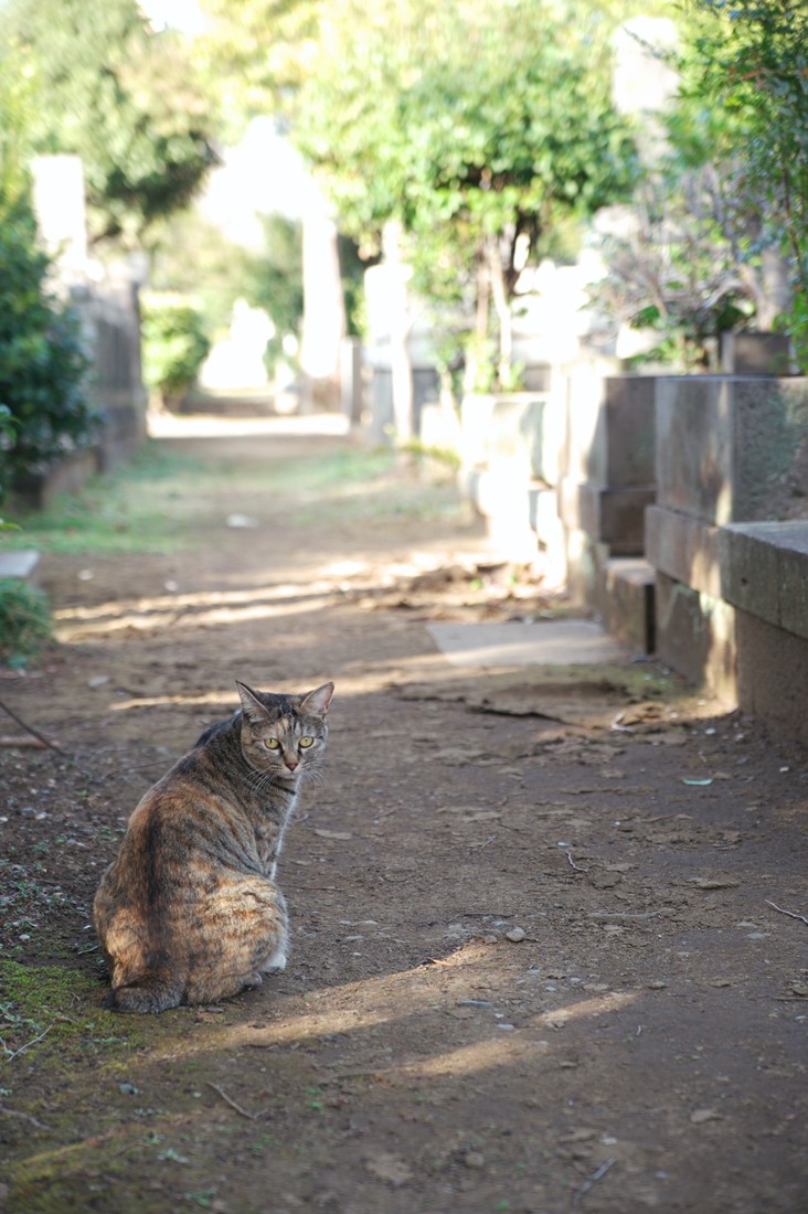 真冬の谷中霊園猫　その３_f0192156_9113950.jpg