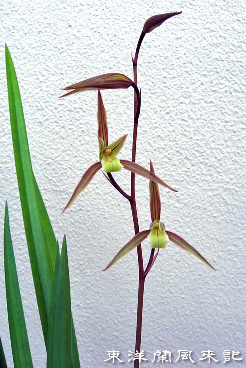 土佐寒蘭「燦月」 No.728 : 東洋蘭風来記奥部屋