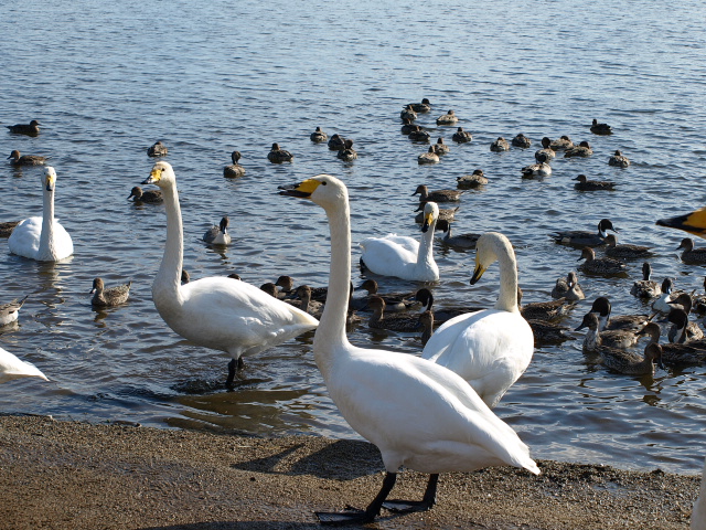 ♪ウトナイの湖畔～　１１月上旬_d0153062_9592558.jpg