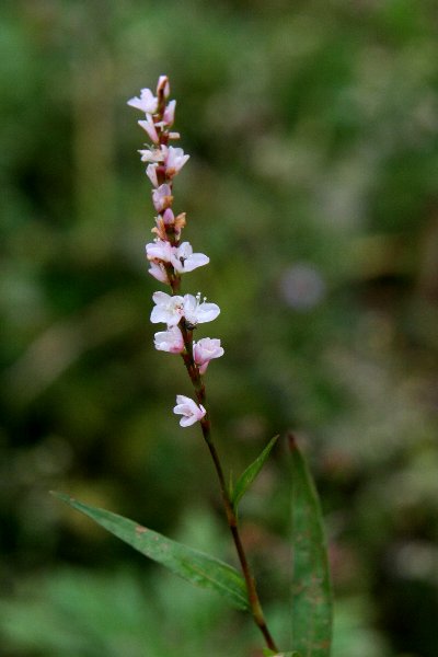 雑草と呼ばれる花々　№　96_f0103667_6153663.jpg