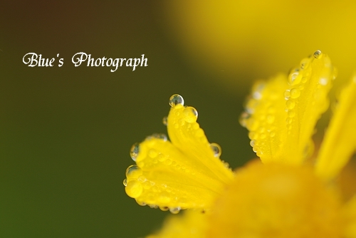 黄色の花に_d0132769_20324596.jpg