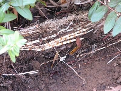 d0050472_153543.jpg