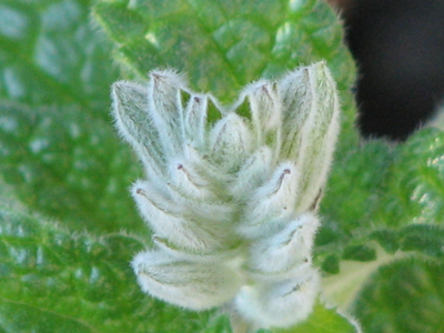 d0050472_15491239.jpg