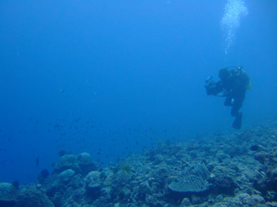 サンゴのモニタリング&生物調査_b0033573_18212196.jpg