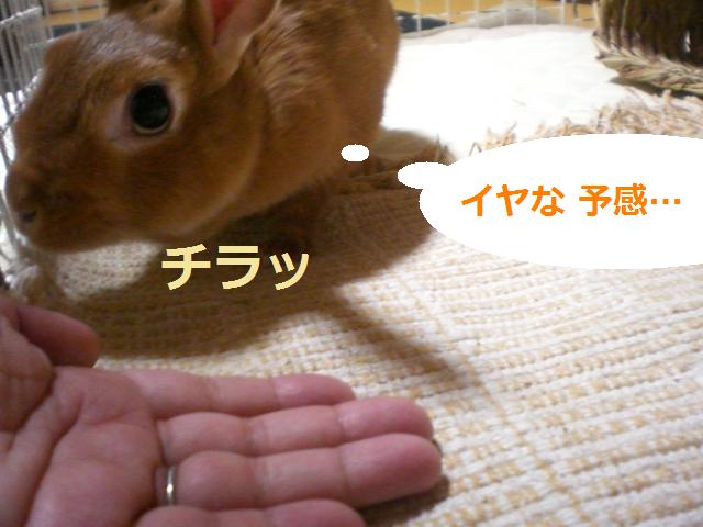 うさぎ●ナッツ　　\" お尻ふき \"_d0134977_20362034.jpg