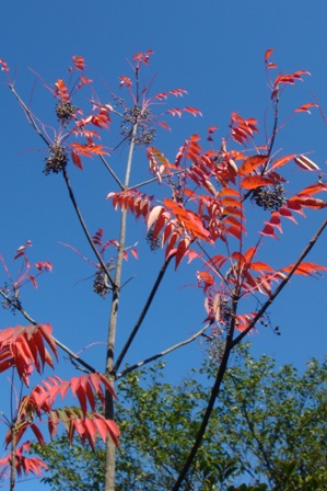 c0135480_03468.jpg