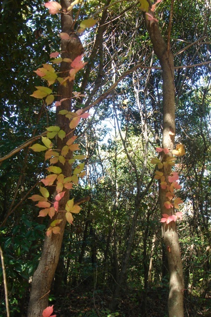 11月の森　～秋色探し～_c0135480_04136.jpg