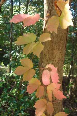 11月の森　～秋色探し～_c0135480_05426.jpg