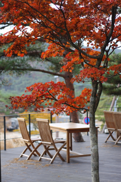 Autumn　Red・・・_b0151286_1339584.jpg