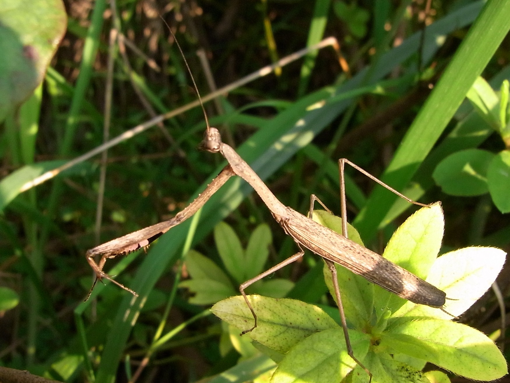 コカマキリ 写ればおっけー コンデジで虫写真