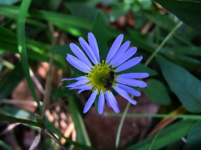 道草フォト５７５　その６　柚香菊_f0137096_1517446.jpg