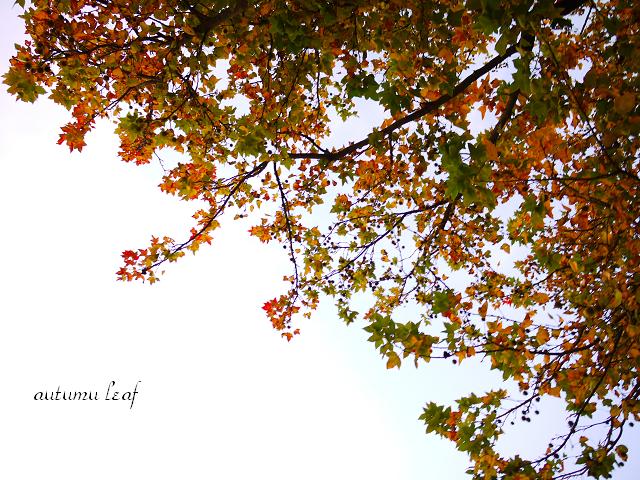 Autumn leaf_c0198903_22204492.jpg
