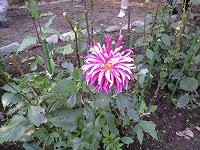 f0006509_04389.jpg