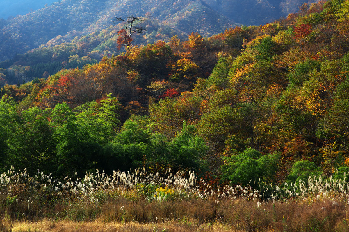 鳥越林道の紅葉（2009年）_c0115616_21171241.jpg