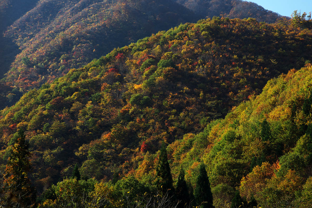 鳥越林道の紅葉（2009年）_c0115616_21221351.jpg