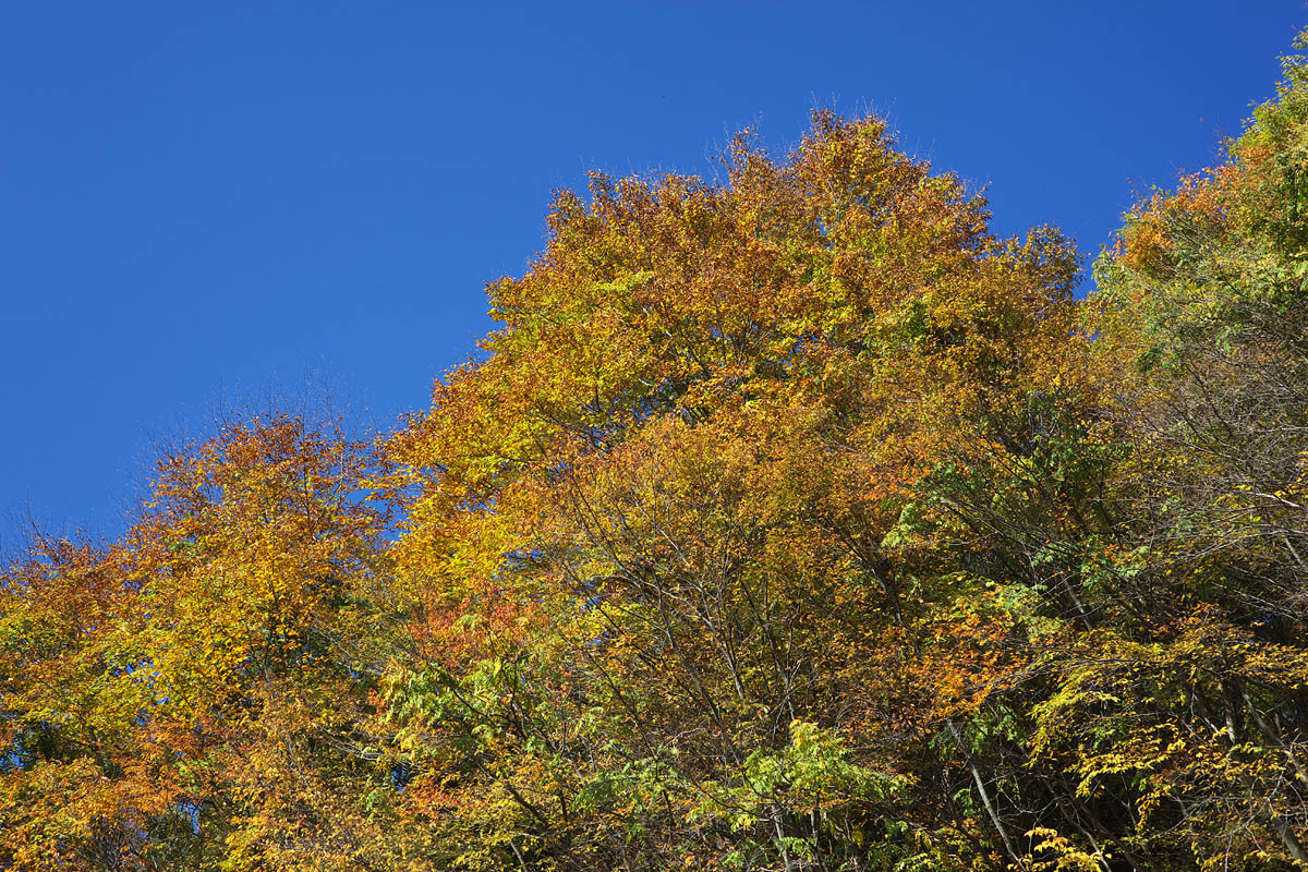 鳥越林道の紅葉（2009年）_c0115616_2122313.jpg