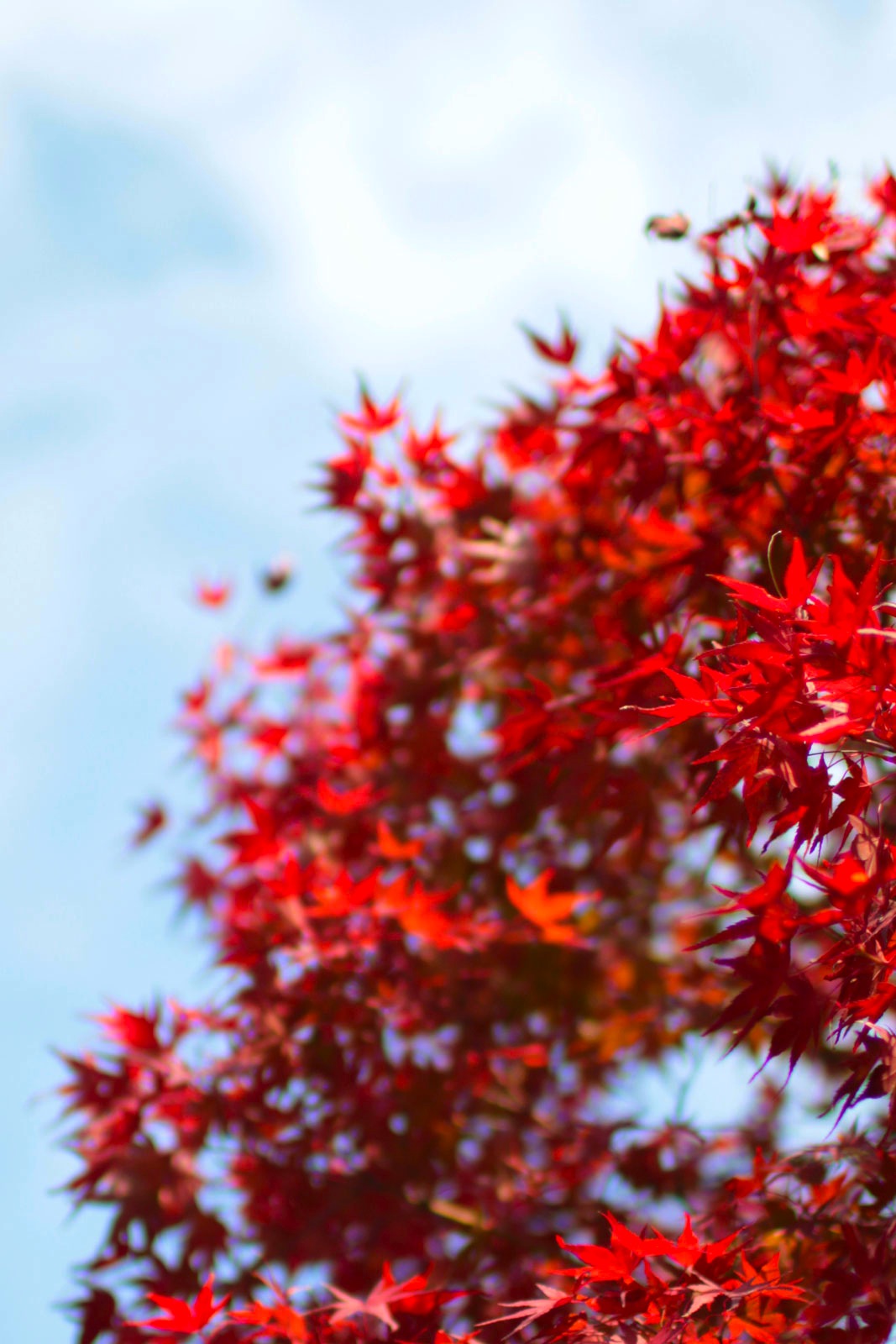 紅_e0190023_21185884.jpg