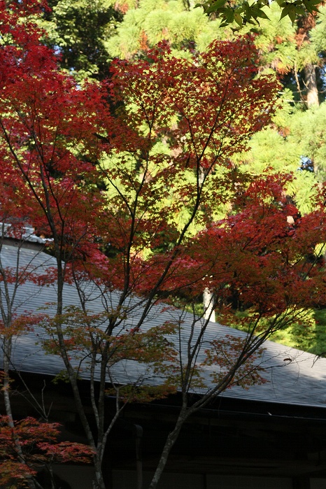 c0200027_1431177.jpg