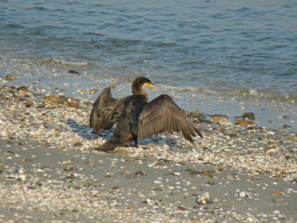 エイを丸飲みする カワウ_e0088233_22492128.jpg