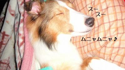 眠れない夜は☆一緒におふとんへ_e0195743_4133748.jpg