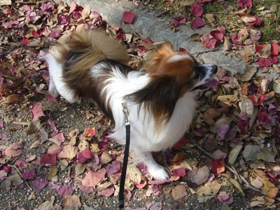 e0100046_1575984.jpg