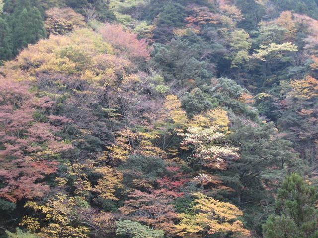 里山の紅葉_b0161750_2242041.jpg