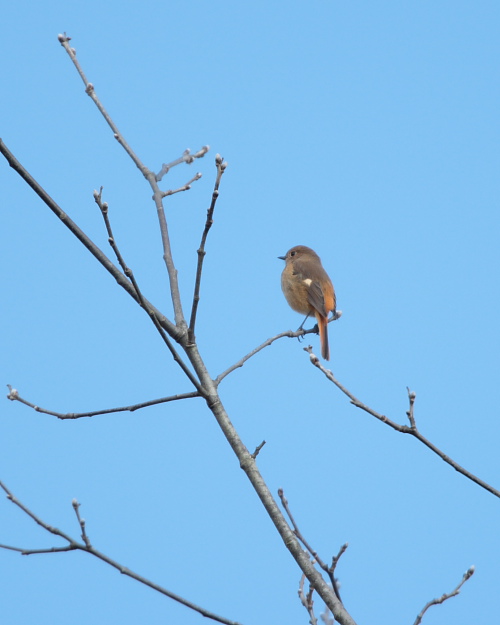 冬鳥の季節がやって来ました。_f0135157_16584060.jpg