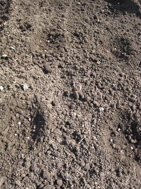 e0121558_06364.jpg