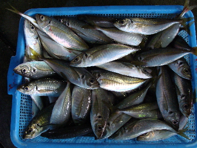 日曜日の朝は魚市場に行こう（九鬼漁協編）_f0133861_9425025.jpg