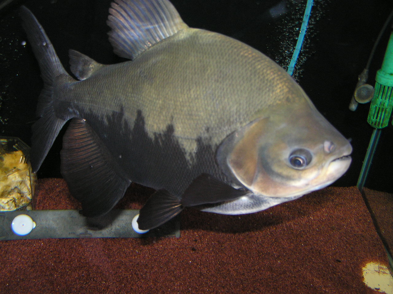 ビックマウス リミックス名東店熱帯魚