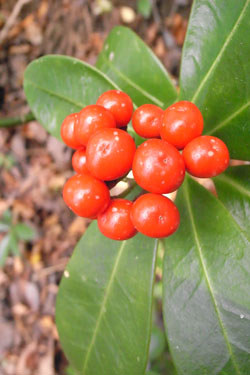 筑波山 薬王院コース_b0053472_251139.jpg