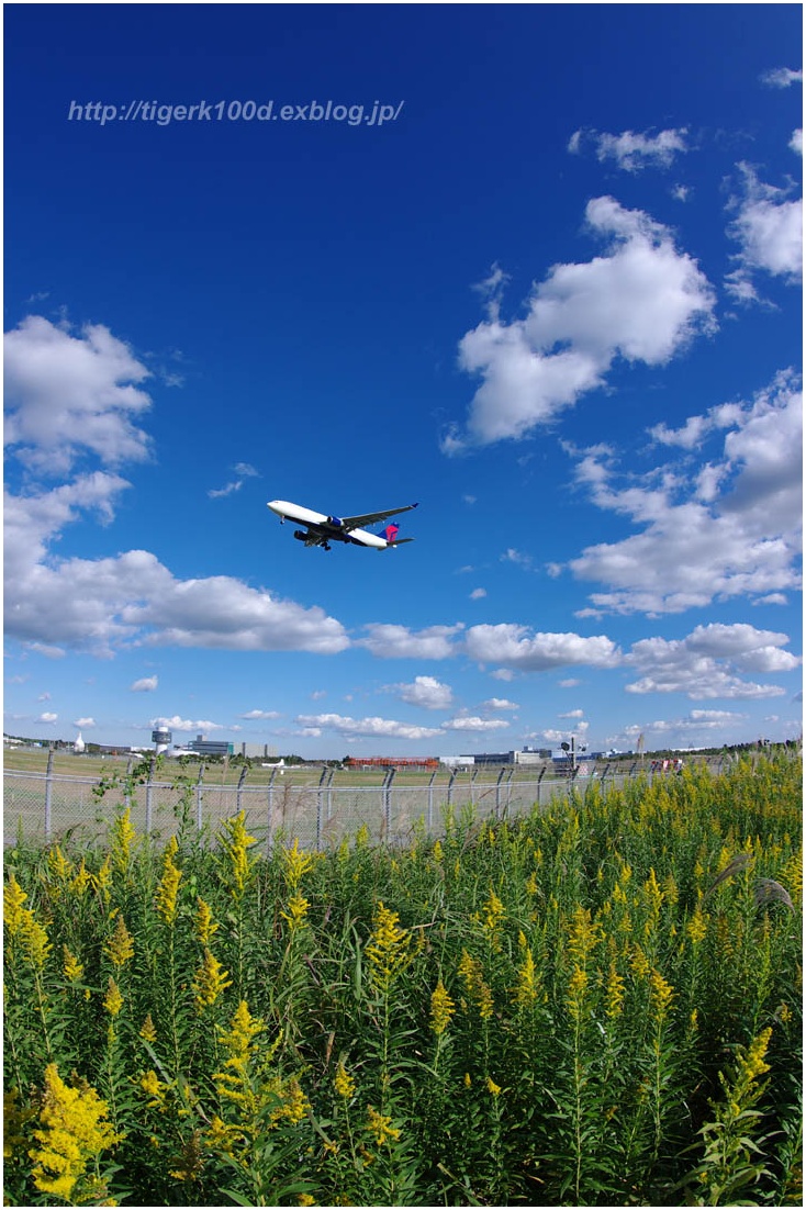 11/3  成田　　空港秋模様_b0116272_1035655.jpg