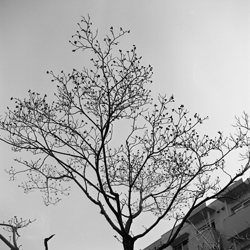 立冬の花水木_c0182775_195414.jpg