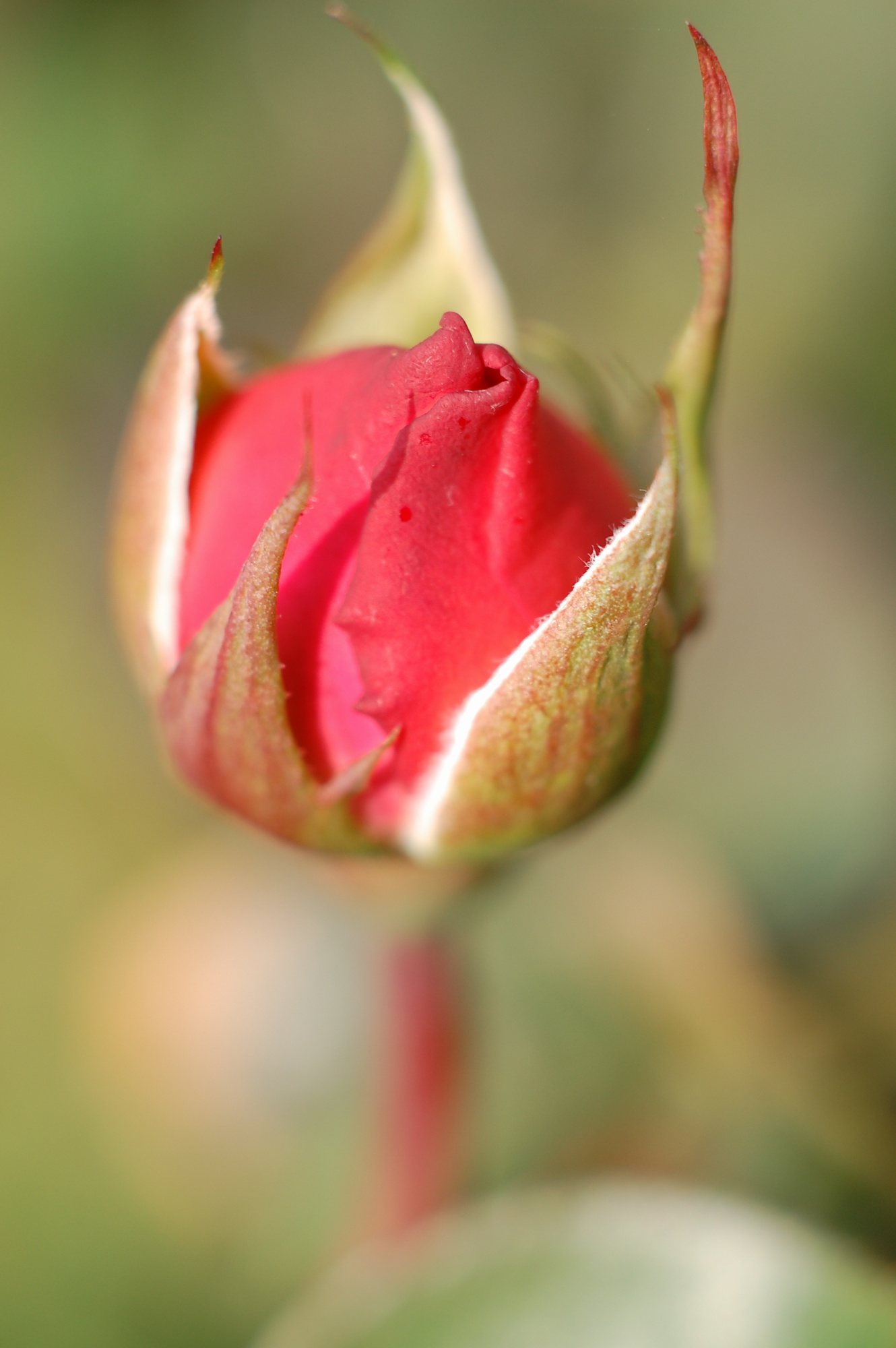 e0071178_945385.jpg
