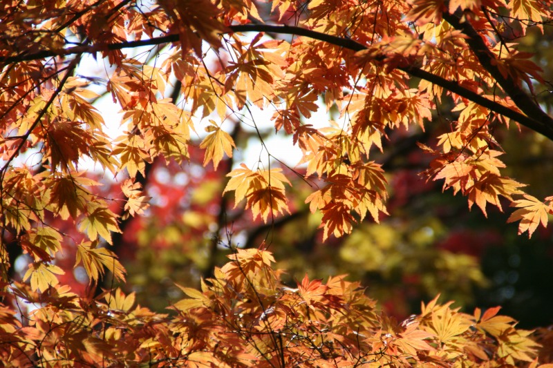 11月７日　函館公園散策　２_c0112479_22465896.jpg