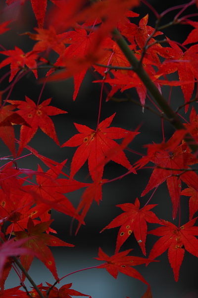 神護寺のライトアップ_e0051888_4385573.jpg