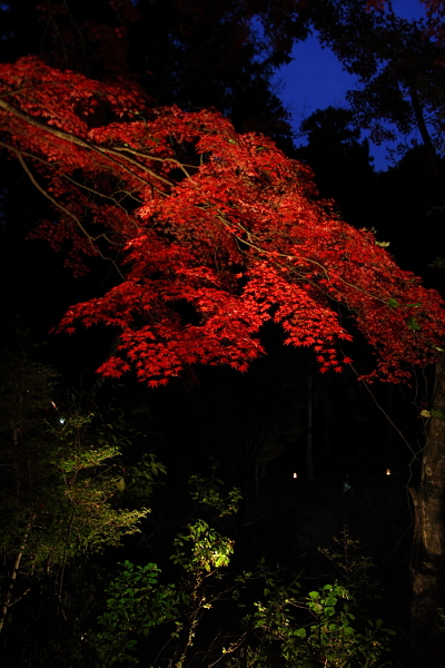 神護寺のライトアップ_e0051888_4435429.jpg