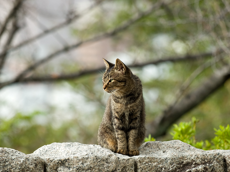 広島の猫#313_c0191394_21464084.jpg