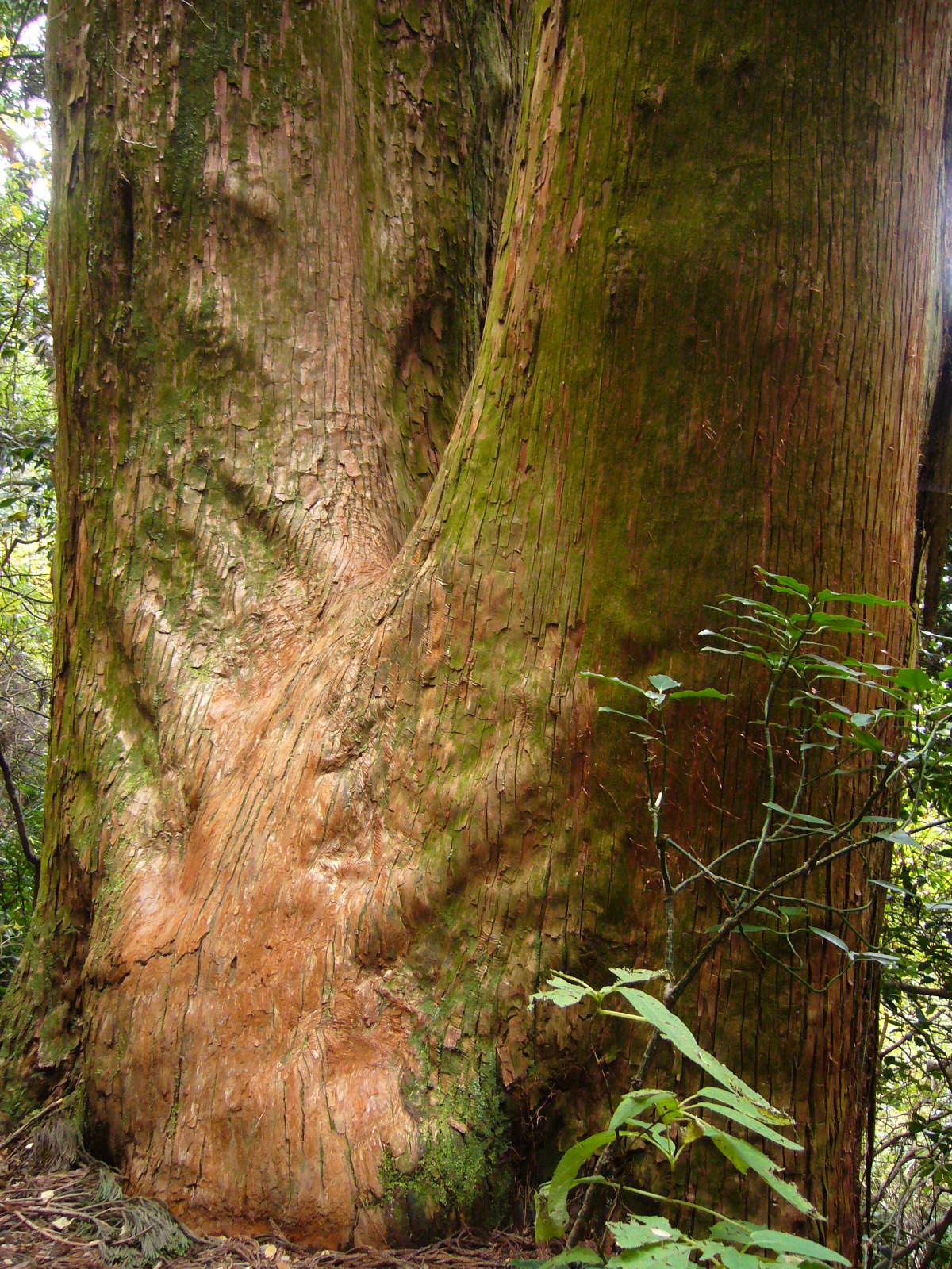 筑波山登山。_d0091994_141072.jpg