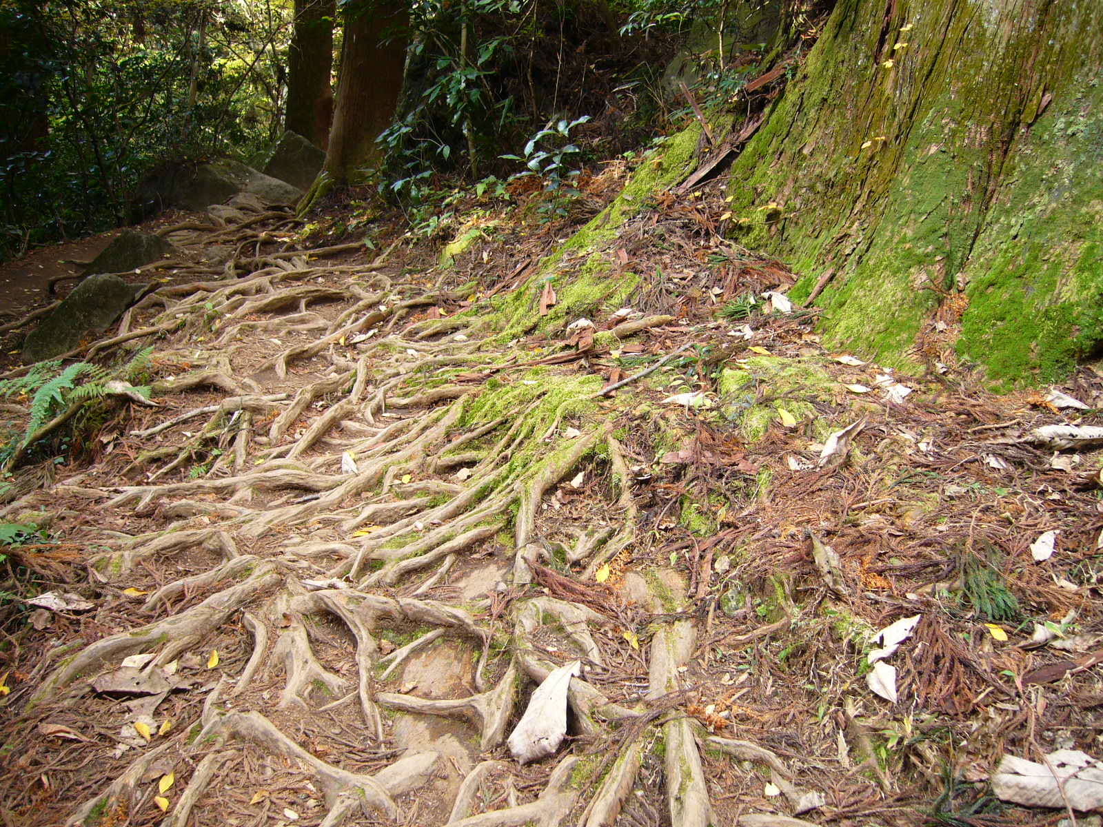 筑波山登山。_d0091994_1411522.jpg