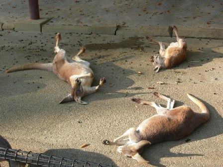 カンガルーの昼寝とバク。_a0126797_22424769.jpg