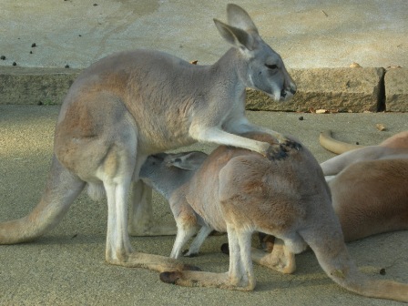 カンガルーの昼寝とバク。_a0126797_22451828.jpg