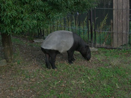 カンガルーの昼寝とバク。_a0126797_22483364.jpg