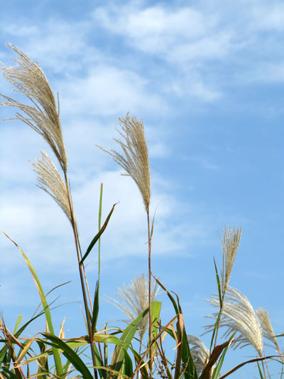 河川敷で朝のぉ散歩☆南足柄市ユートピアのざる菊さま_c0011204_19543839.jpg