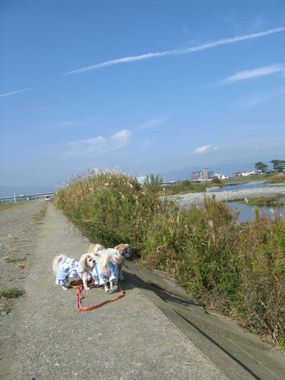 河川敷で朝のぉ散歩☆南足柄市ユートピアのざる菊さま_c0011204_19572459.jpg