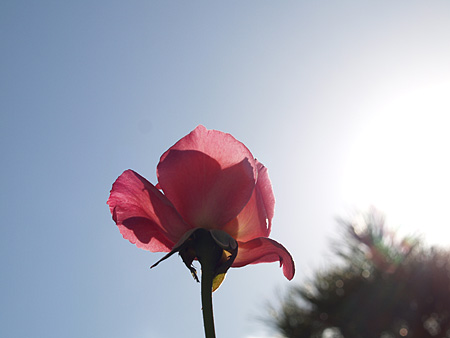 a0041508_16563685.jpg