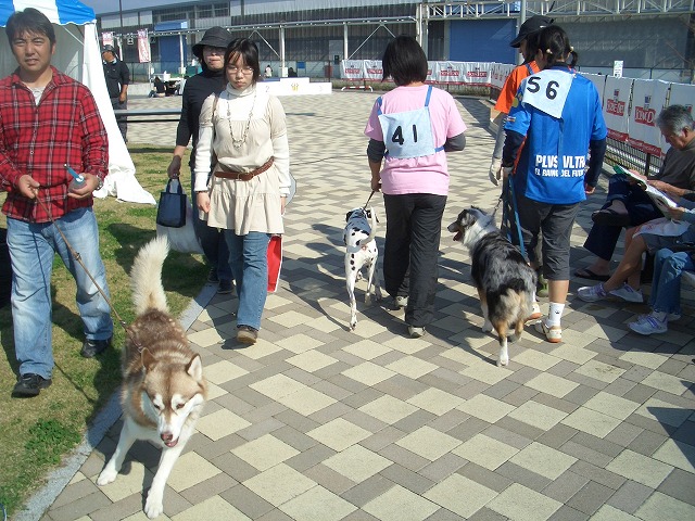 富士市発の新しいコンベンション「FDSC富士山ペットフェスタ」!_f0141310_23365782.jpg