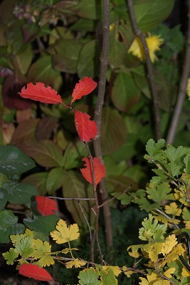 f0170524_15223123.jpg